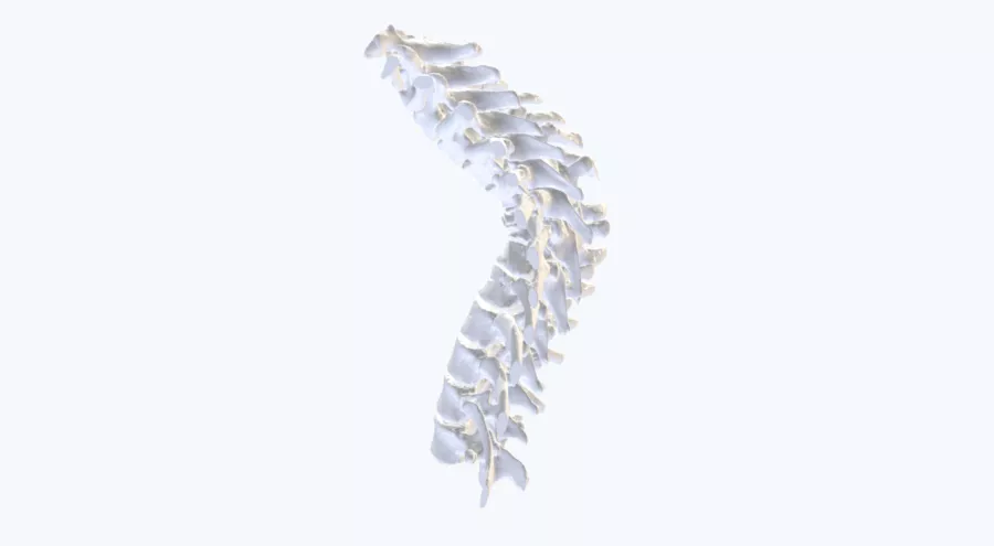 Anatomical Spine model