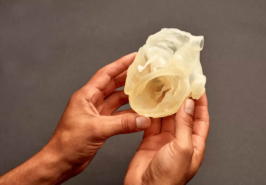 Stratasys heart model with hands