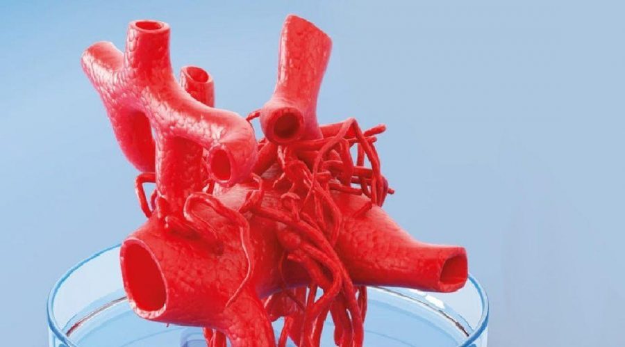 Arteries stock image