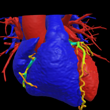 3D anatomical colourful heart