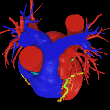 Anatomical Colourful heart