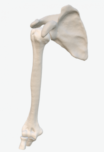 Shoulder bone - dr. Michael Peral case Ortho